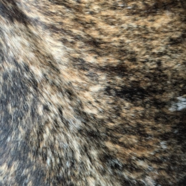 Brindle