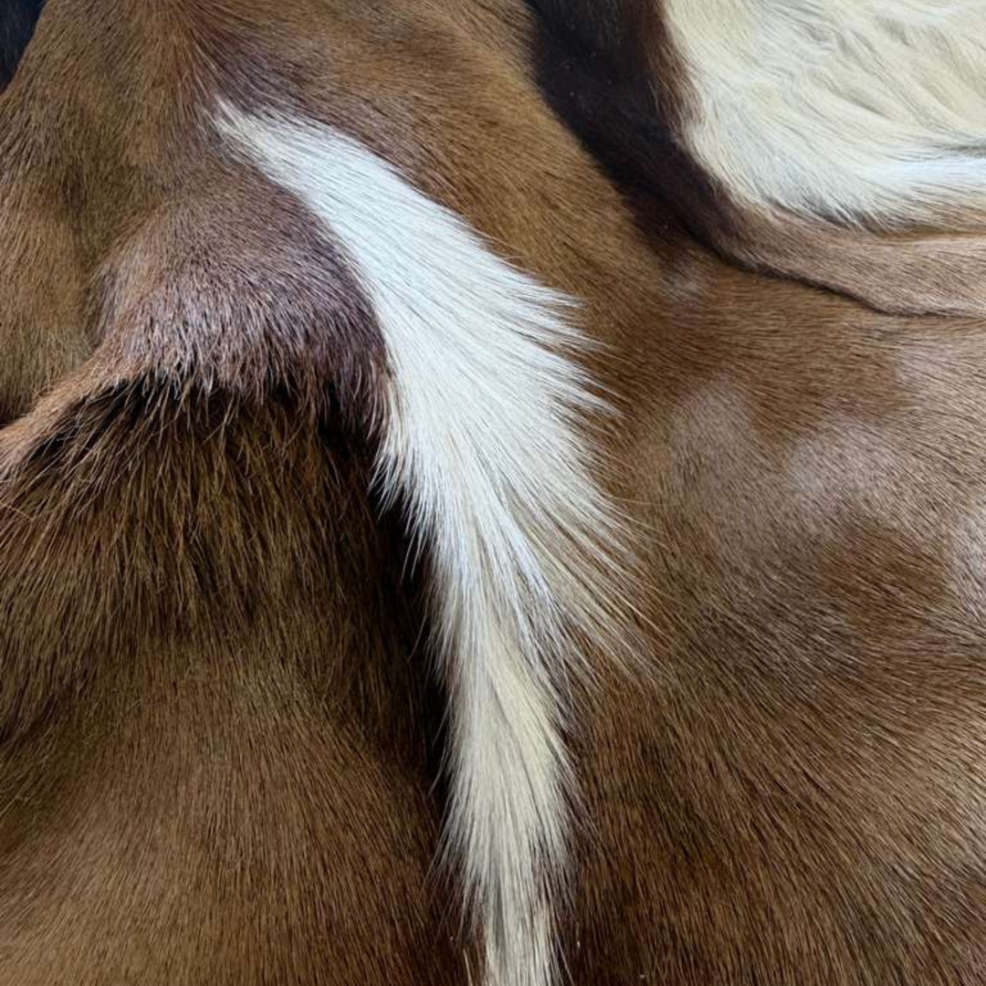 Springbok
